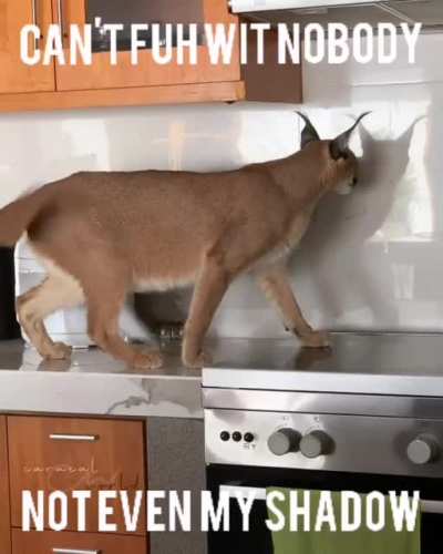 An interesting title