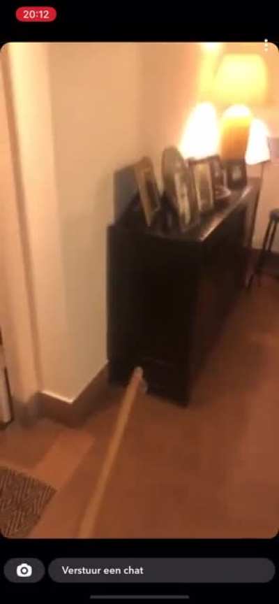 A bat in my house