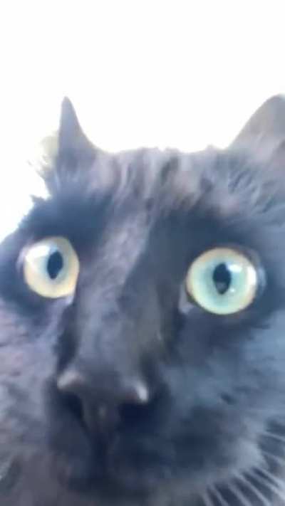 My cat and her best angle
