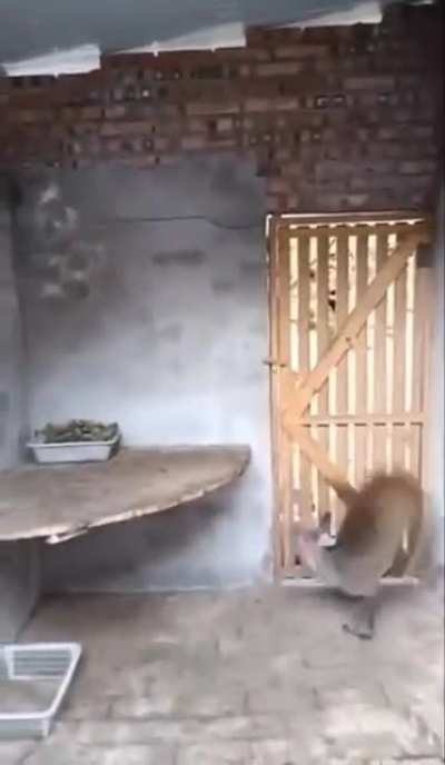 Gravity don't affect this beast
