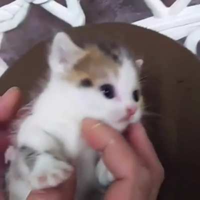 smoL