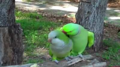 love expression
