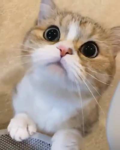 Those Eyes