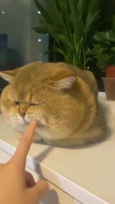Fat Cat Unit