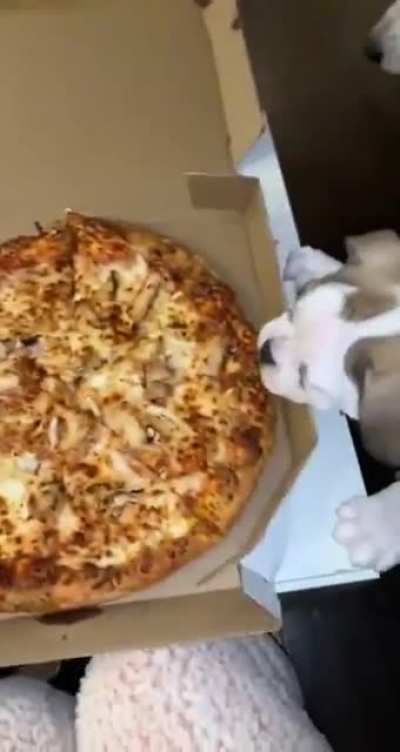people being derps