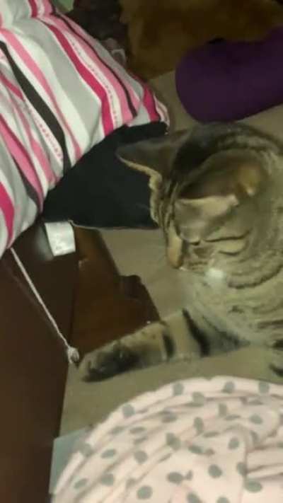 My cat is sus