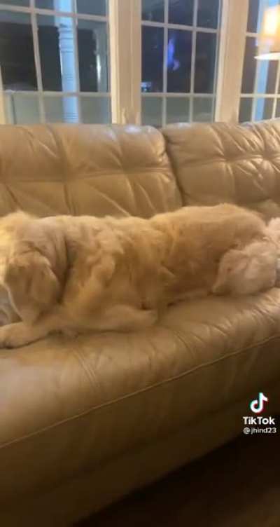 Using squirrel videos to distract your dog from being too wild at a party