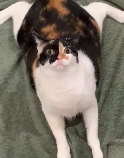 What`s wrong, human ?
