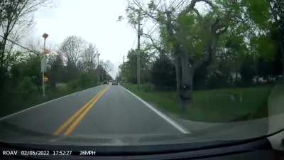 Nearly took out momma dog on my way home