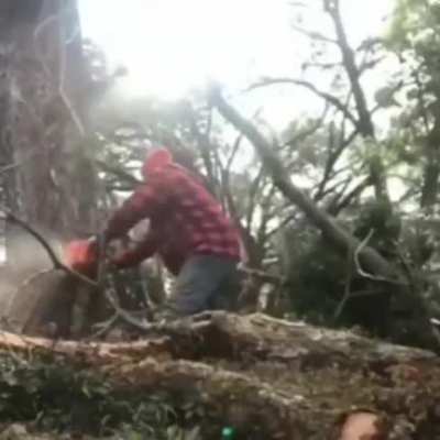 TIMBER!