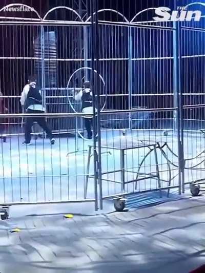 Audience trying to evade from two lions from the show