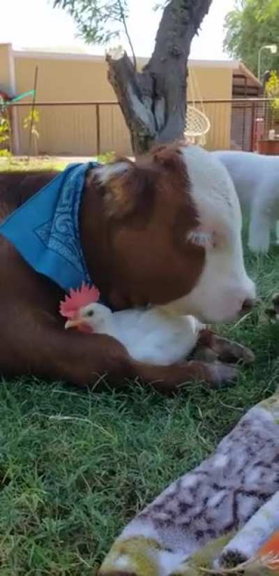 It's been a rough 2020, here are some best friends to take your mind off it all.