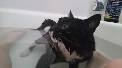 Sabrina gets a bath occasionally for skin and coat issues. I have to sit with her in the tub in my bathing suit for her to cooperate lol