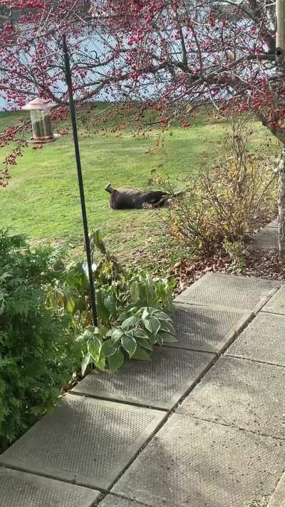 My Lacey Mae enjoys a good roll.(clean grass/no stink)