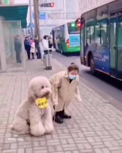 This giant doggo