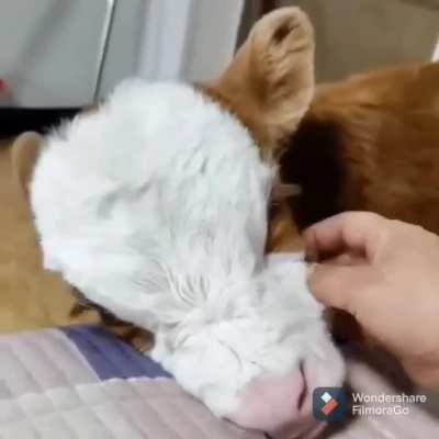 Немного милоты