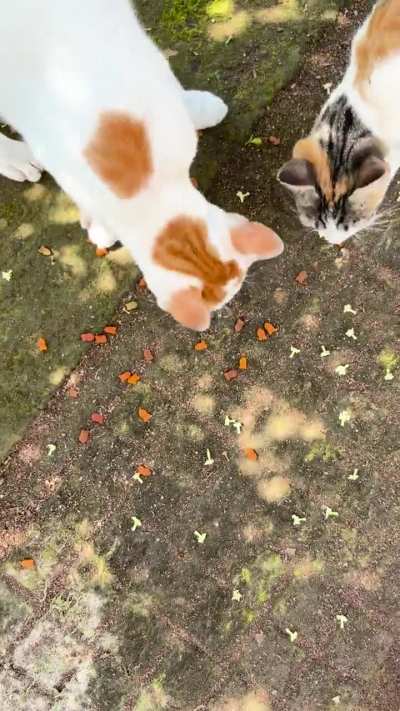 Feeding stray cats for the first time and she’s loving it I guess