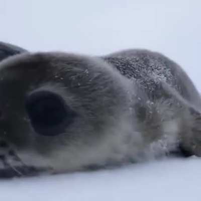 Curious Baby Water Doggo
