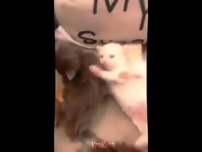 arab cat