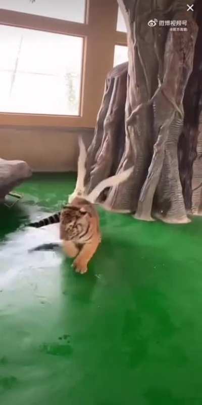if you ever get chased by a tiger, you know what you need...