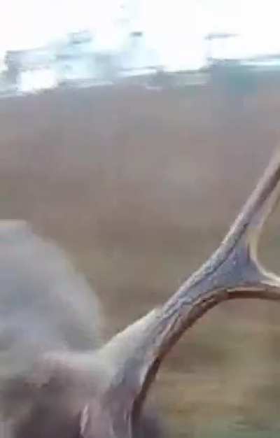 My hunting skills are par to none..........