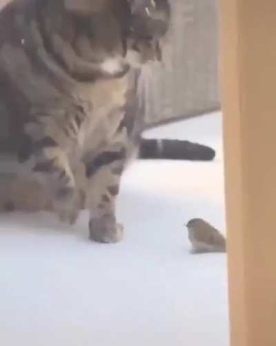 Body slam