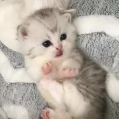 So soft and beautiful kitty 💞