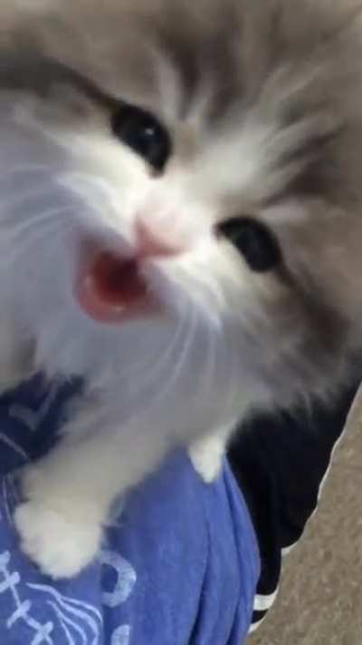 Illegal fluff ball