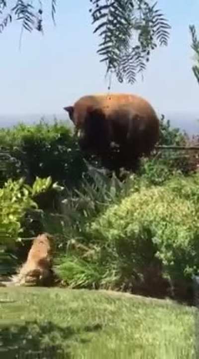 Dogs fend off an intruder in the garden