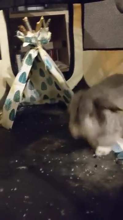 We made our bunny a tipi, he's not quite sure