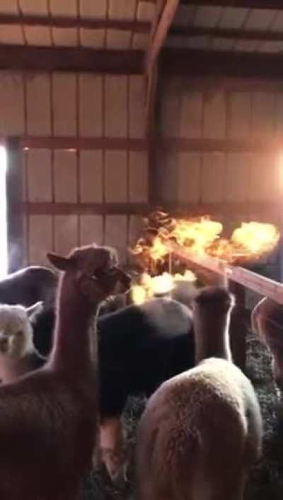 Alpacas breathing 