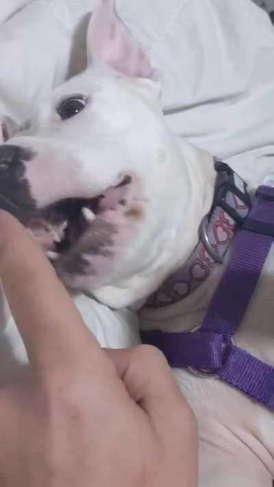 Morning boops