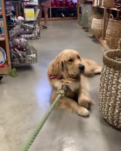 Pull me Hooman, I'm tired