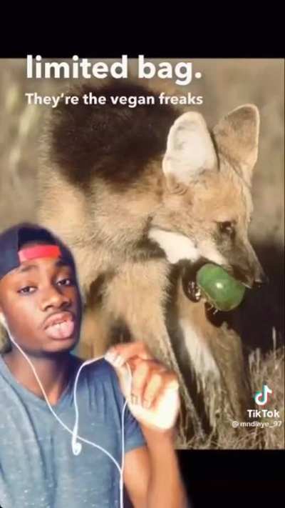 Facts About the Maned Wolf