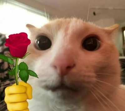 helo