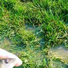 After a rainy week, lakes were flooding so I went unfishing