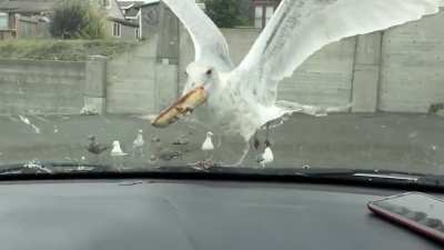 seagull vs apple pie