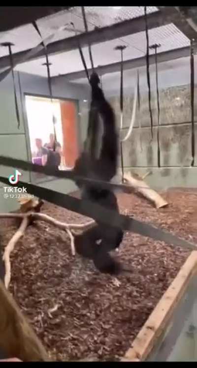 Spinning monkey 🐒