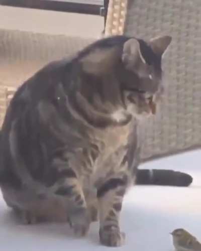 Smush