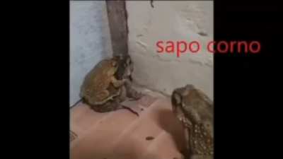 Sapos