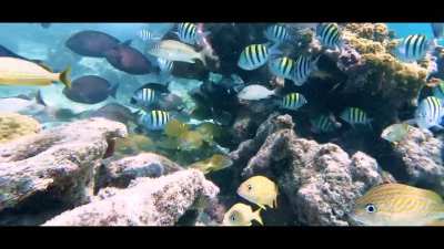 Caribbean Life. Isla Tiburon reef of Isla Mujeres