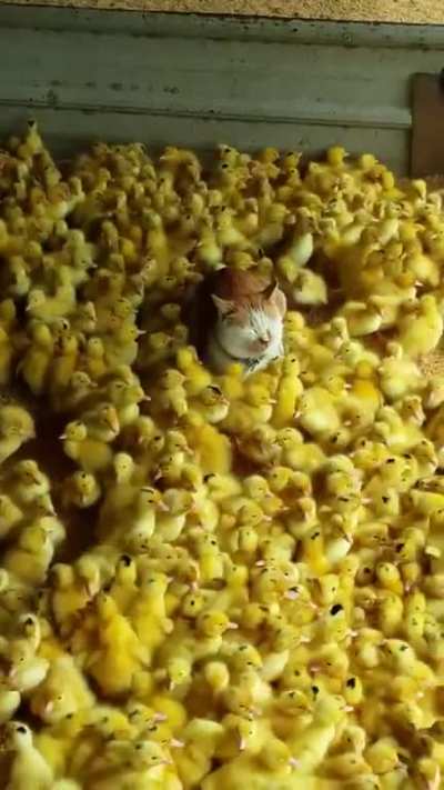 Chicken meowt