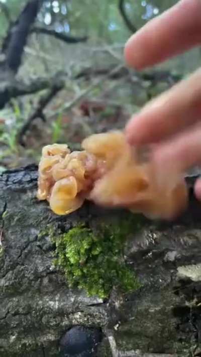 Mushrooms in the wild