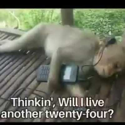 Monke