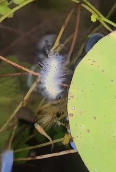 🔥 Apparently caterpillars can swim