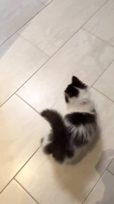 Baby yell 😺 before treats