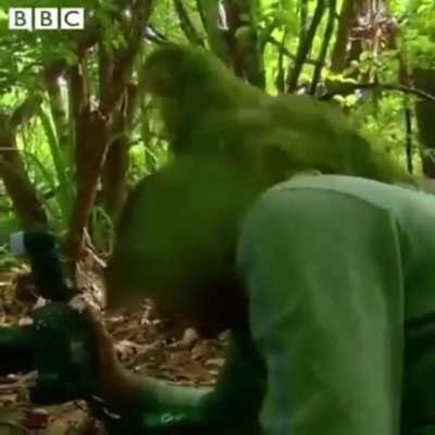 Ele foi filmar um papagaio raro
