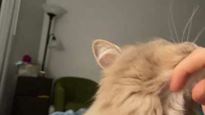 chin scritches :)