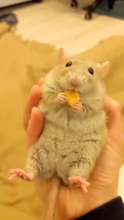 Serotonin Potato