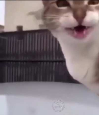 Cat on Car